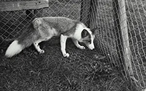 Rare Prints: Vintage photograph. Close-up of a rare platinum Fox