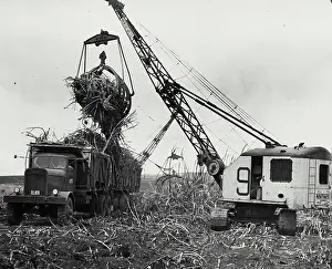 Cane Prints: Vintage photograph. A crane claw dumps charred sugar cane onto a truck bound for the mill in Hawaii