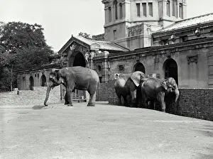 Stone Wall Prints: Vintage Photograph. Three elephants Indian Elephants have small ears while African Elephants have large ears
