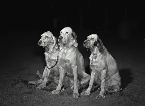 Vintage Prints: Vintage Photograph. Three English setters sitting next to each other