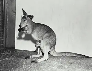 Kangaroo Prints: Vintage photograph. European Kangaroo standing in enclosure
