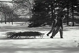 Effort Prints: Vintage Photograph. Family bringing home the Christmas Tree