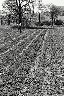 Cultivation Prints: Vintage Photograph. Farmer weeding sweet corn