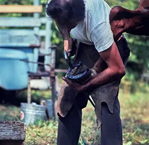 Blacksmith Prints: Vintage Photograph. Farrier at work: horse hoof care in action