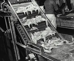 Seafood Prints: Vintage photograph. Fillet cool bath conveyor into packing at fish processing plant