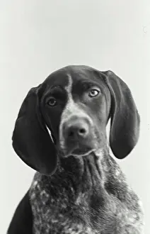 Soft Focus Prints: Vintage Photograph. A German shorthair pointer dog portrait