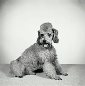 Fluffy Prints: Vintage Photograph. Groomed poodle on blank background. Frame 3
