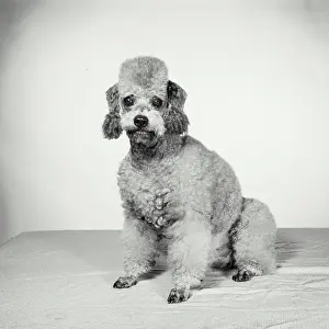 Fluffy Prints: Vintage Photograph. Groomed poodle on blank background. Frame 8