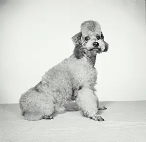 Fluffy Prints: Vintage Photograph. Groomed poodle on blank background. Frame 7