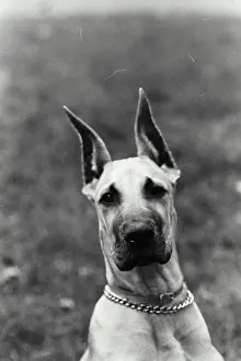 Focused Prints: Vintage Photograph. A Head of a boxer dog looking at camera