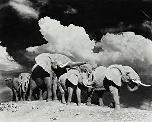 Herd Prints: Vintage photograph. Herd of elephants standing together
