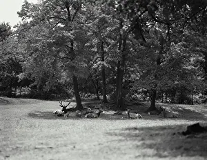 Deer Prints: Vintage photograph. Herd of North American deer lying in shade under trees