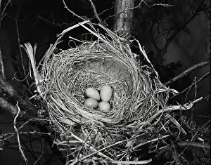 Beginnings Prints: Vintage Photograph. High angle view of four robin's eggs in a nest
