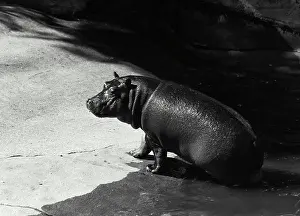 Hippopotamus Prints: Vintage Photograph. Hippopotamus sitting on edge of rock