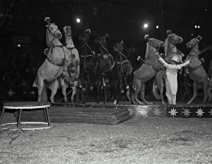 Circus Prints: Vintage Photograph. Horses standing on hind legs with trainer in arena for Barnum Bailey-Ringling Brothers Circus
