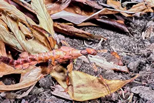 Adaptation Prints: Vintage Photograph. Leaf insect blends seamlessly into its natural surroundings