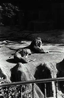 Freshvintage Prints: Vintage Photograph. A lion and lioness basking in the sunlight in their enclosure