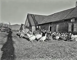 Vintage photograph. Looking over a flock of turkeys just before Thanksgiving at East Lancaster
