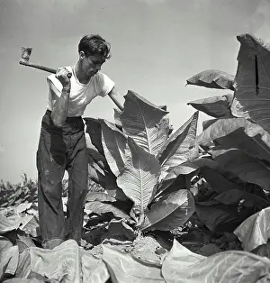 Manual Labor Prints: Vintage Photograph. A man cutting broadleaf tabacco by hand