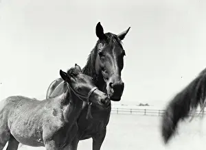 Foal Prints: Vintage Photograph. Mare and her colt outside in pasture nuzzling