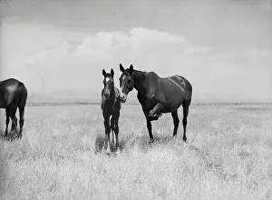 Mare Prints: Vintage Photograph. Mare and colt in pasture outside