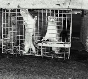 Vintage Photograph. Several minks in cage