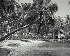 Strolling Prints: Vintage photograph. Palm tree leaning over the beach at City of Refuge, Kona District