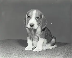 Canine Prints: Vintage Photograph. Peppy the Puppy. Frame 1