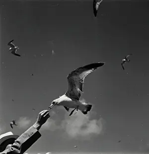 Seagull Prints: Vintage Photograph. Seagull taking food from hand