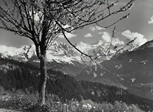 Freshvintage Prints: Vintage Photograph. Spring on the Brisnig with view of the Wetterhorn