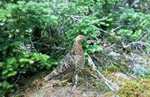 Feathered Prints: Vintage Photograph. Spruce grouse blending in its natural forest habitat