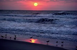 Waves Prints: Vintage Photograph. Sunset on the beach with birds and calming ocean waves