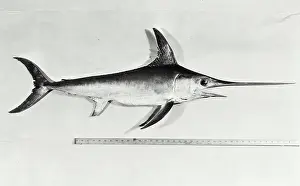Gills Prints: Vintage photograph. Swordfish, Museum of Natural History