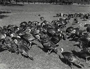 Turkey Prints: Vintage photograph. Turkey on farm
