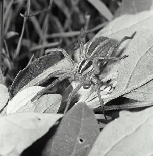 Arthropod Prints: Vintage Photograph. Wolf spider a non-spinning spider
