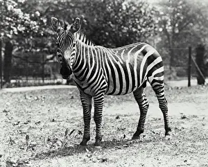 Enclosure Prints: Vintage photograph. Zebra seen standing in enclosure