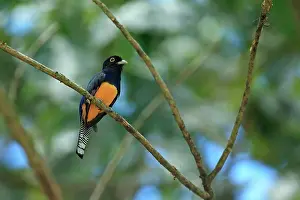 Caribbean Prints: Violaceous Trogon (Trogon violaceus) adult male