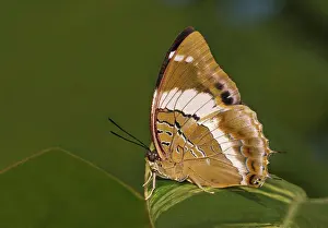 Female Animal Prints: Violet-spotted charaxes butterfly (Charaxes violetta) perched on green leaf