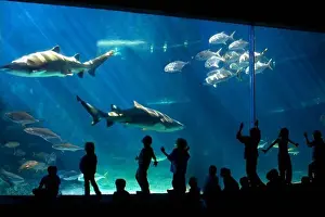 Exhibit Prints: Visitors Enjoying a Large Aquarium