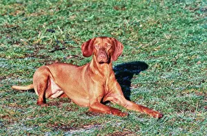 Canine Prints: Visla laying in grassy field outside