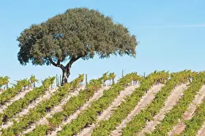 Crops Prints: Vitis vinifera, Grapevine, Green subject