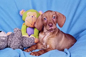 Canine Prints: Vizsla puppy sitting on blue blanket with toys