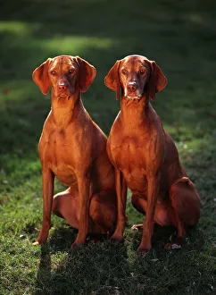 Canines Prints: Vizslas, AKC, 2-year-old Minka and six-year-old feathers photographed in Phoenix