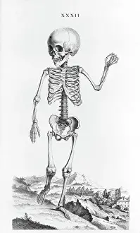 Skeleton Prints: W. Cheselden, 'Osteographia', 1733: skeleton