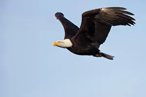 Danita Delimont Prints: WA, Juanita Bay Wetlands, Bald Eagle (Haliaeetus leucocephalus)