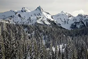 Rainier Prints: WA, Mt. Rainier NP, Snow covered trees with Tatoosh Range and Pinnacle Peak
