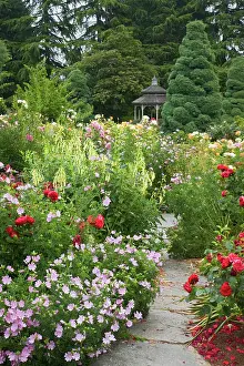Spring Time Prints: WA, Seattle, Roses in bloom and gazebo at the Rose Garden at the Woodland Park Zoo
