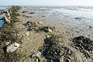 2014 Prints: Wadden sea in Holland Wadden sea at the island Terschelling in Holland Copyright: xZoonar