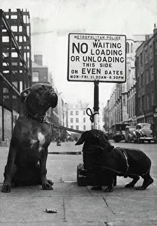 Beast Prints: No waiting - Right just you try to move us