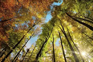 Herbst Prints: wald, baumkrone, baumwipfel, wälder